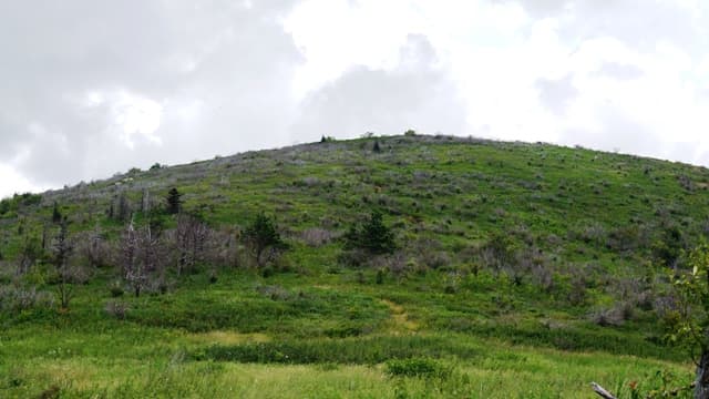 Grassy Cove Top. If you look closely, you can see Art Loeb Trail, though I recommend taking Trail 101 and skirting around the mountain. The mountain laurel is really thick - at least in mid-summer.