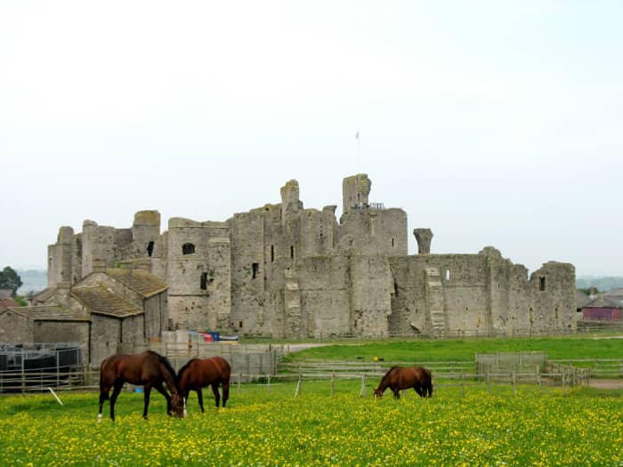Seen from the west, Middleham Castle with some of the four-legged residents that keep the name of Middleham to the fore in racing circles