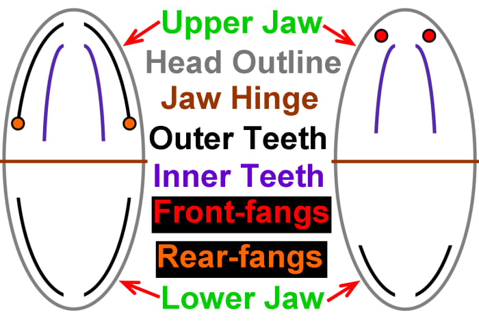 Simplified diagram illustrating the relative differences between most rear-fanged snake skulls (left) and front-fanged snake skulls (right). The diagrams are oriented as if you are peering into the open mouths of the snakes, just as the above photos.