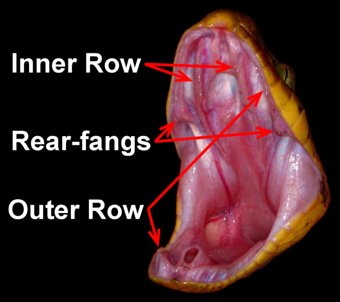 An average (~6' long) adult Brown Treesnake (Boiga irregularis) with its mouth opened to emphasize the outer/inner rows of teeth and the rear-fangs.