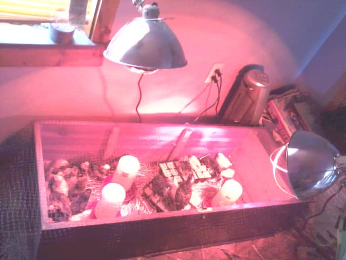 We built this brooder using a broken book shelf and kept it in the "storage room" in our house.