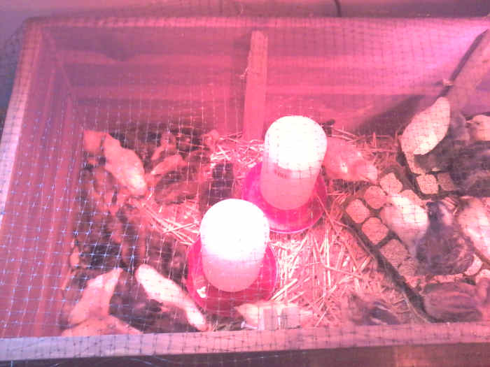 How to Raise Your Own Chickens for Meat or Eggs HubPages