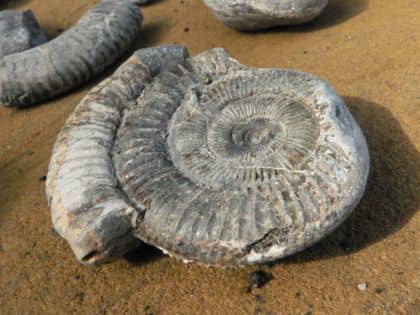 Ammonite found on the foreshore at Port Mulgrave - this is another Jurassic Coast, a plethora of fossils awaits the intrepid geologist