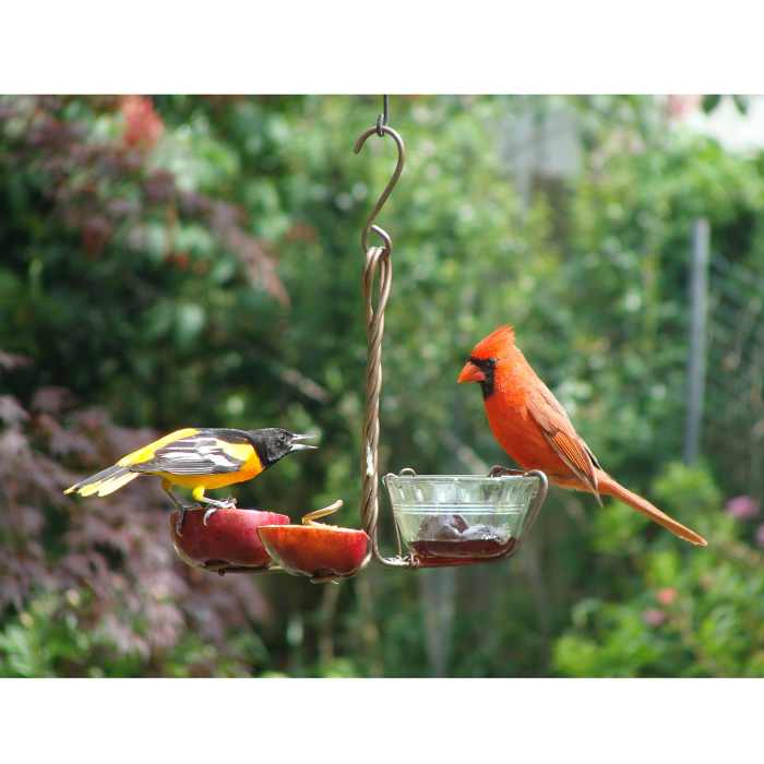 Great Gifts for Backyard Bird Watchers HubPages