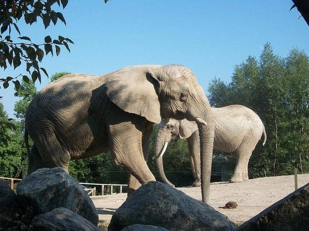 Two elephants at the Toronto Zoo, Thika and Toka. Controversially pegged to be sent to P.A.W.S. Used with permission "www.SaveTheElephants.ca"