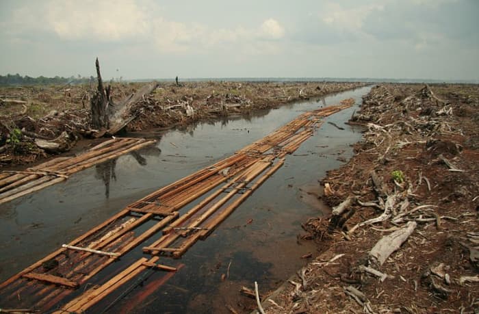 This is the last batch of sawnwood from a patch of forest cleared in Indonesia for the widespread planting of oil palm