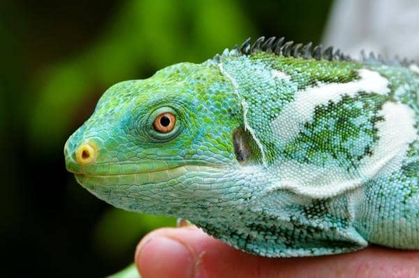 The Fiji Crested is regarded as a totem animal in its native home. Its name, "vokai," is considered a sacred word.