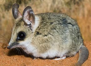 The fat-tailed dunnart uses stored up fat reserves from its tail to survive on when food sources are scarce.