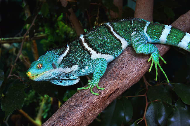 Fiji Crested eggs have one of the longest incubation times of all reptiles - taking nearly 190 days to hatch!