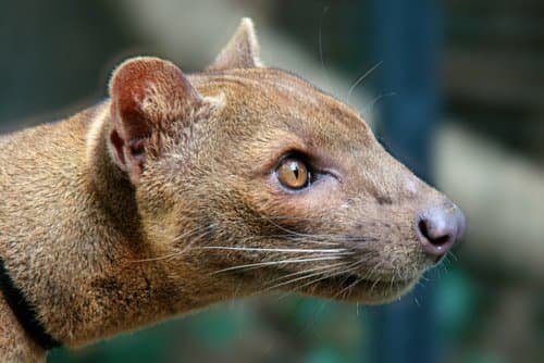 Like hyenas, female fossas exhibit transient masculinization by developing a "pseudo-penis" at around 2 years of age. This fake male organ is actually an enlarged clitoris.
