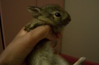 The (1st) baby rabbit I intercepted from a pet cat, that nearly died before I treated it with antibiotics from my iguana's surgery. Animals that escape will often die anyway due to cat bacteria.