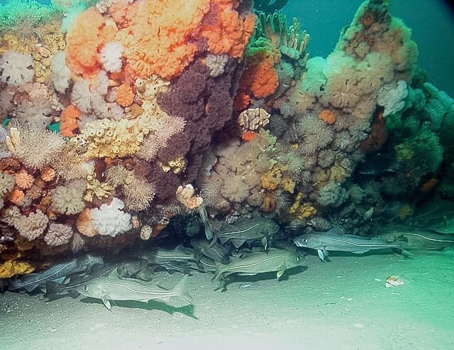 Atlantic cod under a shipwreck