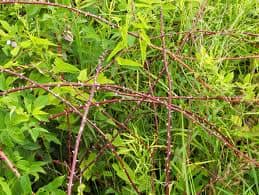 Thick tangle of briars provides cover and protection from predators, as well as a good food source for wild birds.