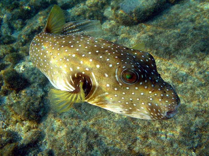 Facts about Amazing Puffer Fish - A Marine Wonder - HubPages