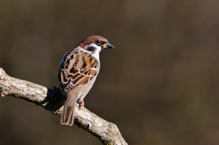 The sparrow escaped unhurt because it did not depend on anything external. It was truly 'in'dependent in that sense.