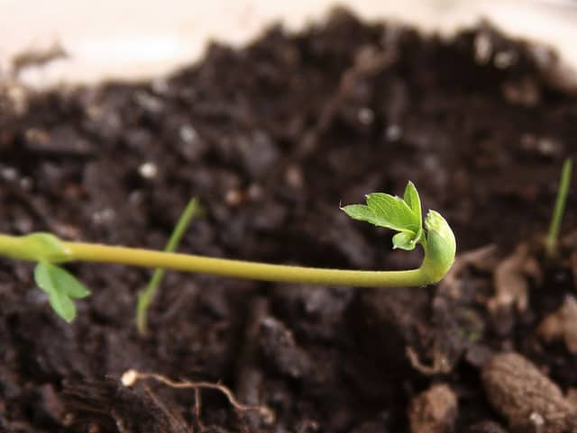 Set a pot with fertile soil close to the mother plant and the stolon will grow roots when it touches the ground there.