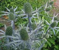 Eryngium 'Sapphire Blue' is sterile and will not self-seed. Copyright 2012-16 CJS. All Rights Reserved.