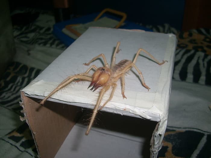 I don't know about you but I don't want a camel spider wandering around my house. Even if it can't out run trucks or kill you with its bite.