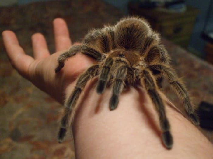 This is another busted myth or urban legend. Spiders do not lay eggs under the skin of humans. It just doesn't happen.
