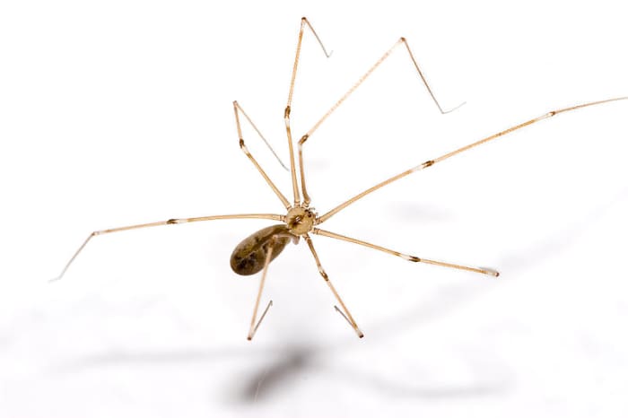 The Grand Daddy Longlegs Spider has no poison in it at all. It has no fangs to bite you with and again it has no poison or venom in it.