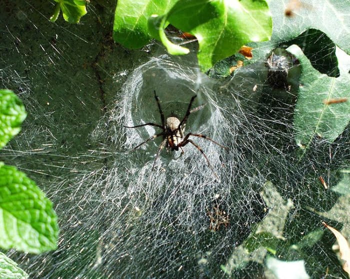 There is a funnel web spider in this photo. There is a myth that there is always a spider with in three foot of everyone on earth. This one isn't really true either.