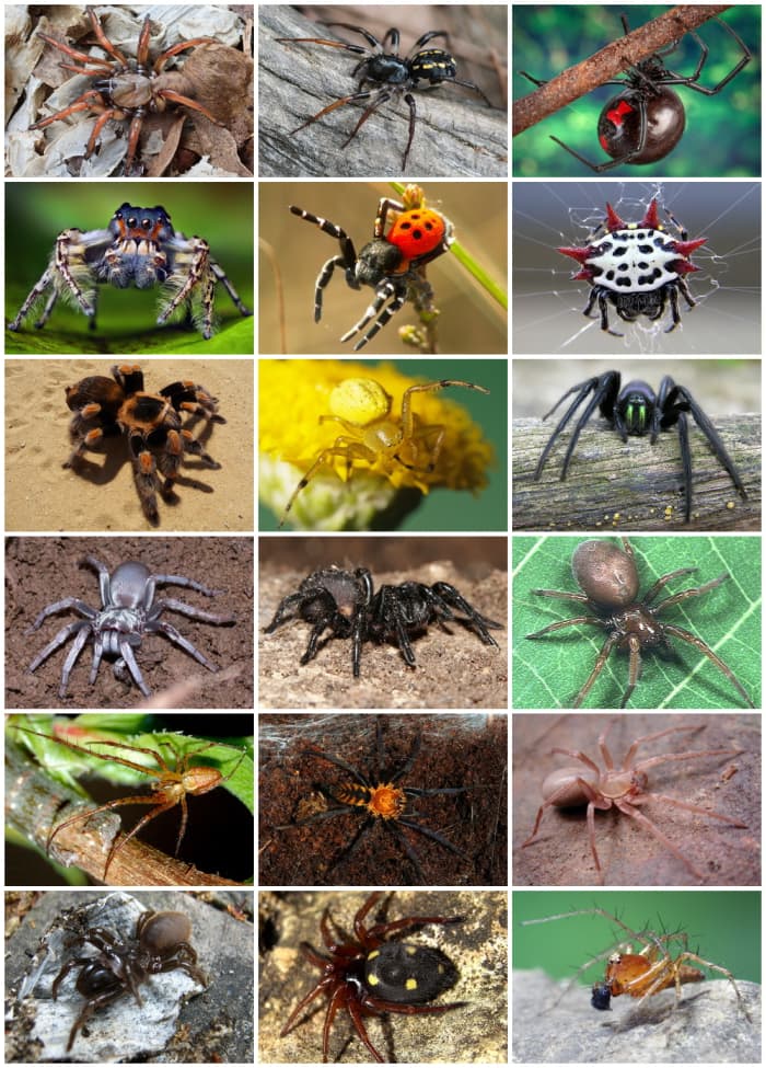 Here you can read all about the top 10 myths about spiders. The fear of spiders is one of the greatest fears of many humans all over the world.