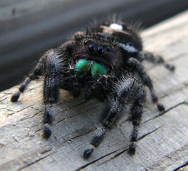 Busted Urban Legend Or Myth. Many people will say don't kill it put it outside. But if you put a spider outside especially in winter you might as well kill it.