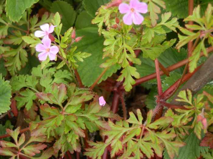 Herb Robert Geranium robertianum HubPages