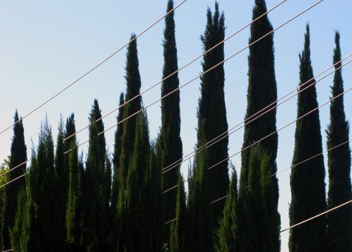 cypress oil is extracted from the twigs and foliage of the Cypress trees, particularly this species.