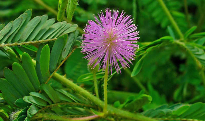 A flower of the sensitive plant (mimosa pudica) also known as shy plant or touch-me-not plant.