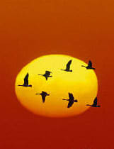 Canada geese have a 'general purpose' wing layout, but improve their flight efficiency by means of a cunning use of the V pattern. The bird at the front creates turbulence in its wake with the beating of its wings; giving lift to the other birds.
