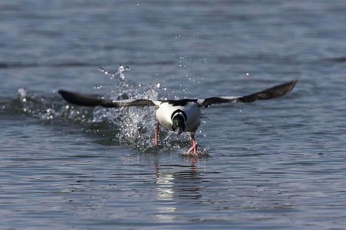 A bird like this male bufflehead duck need to literally run across the water to generate the lift needed to take off, as it is almost impossible to complete a conventional takeoff on open water.
