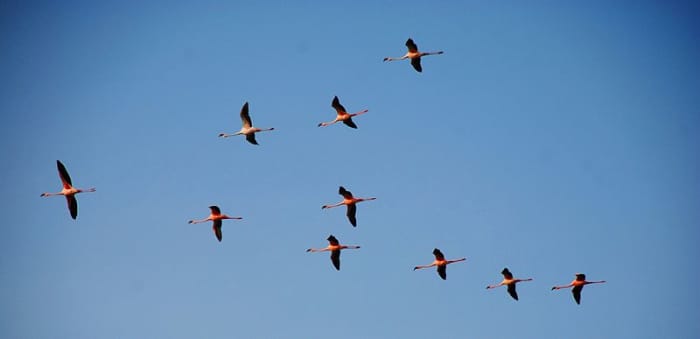 Freedom of the air enables these flamingos' to choose the best places for feeding and roosting. With advantages like this, birds as a class have evolved twice as many species as mammals.