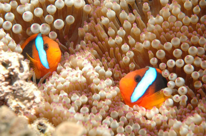 "Finding Nemo" has helped millions of children learn more about the ocean.