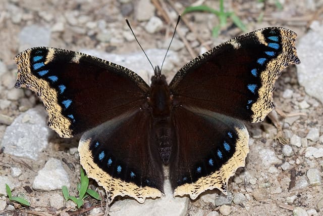 Top 10 Beautiful Butterflies of the USA - HubPages