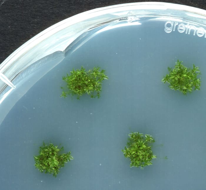Bacteria growing on agar jelly which are cultured on a petri dish.