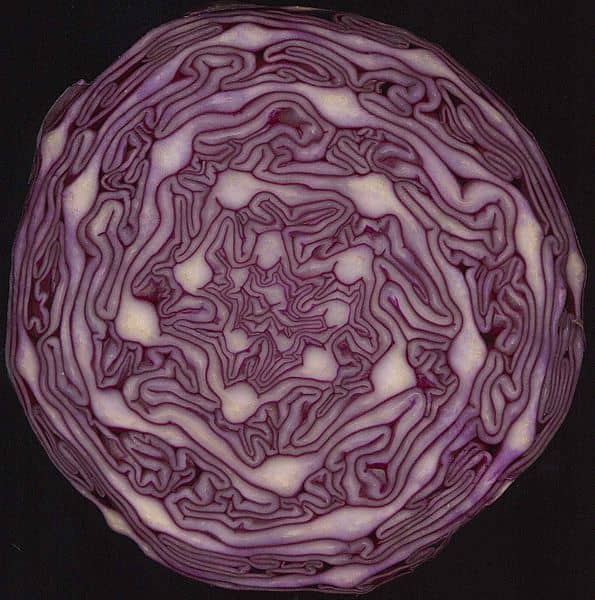 Cabbage has a beautiful color. The rich color is a sign of antioxidents like anthocyanin and others.