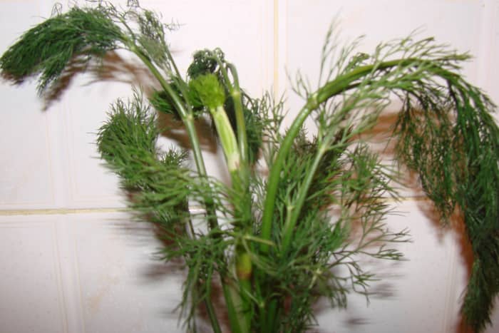 A dill plant before it was used for seasoning or pickling food.
