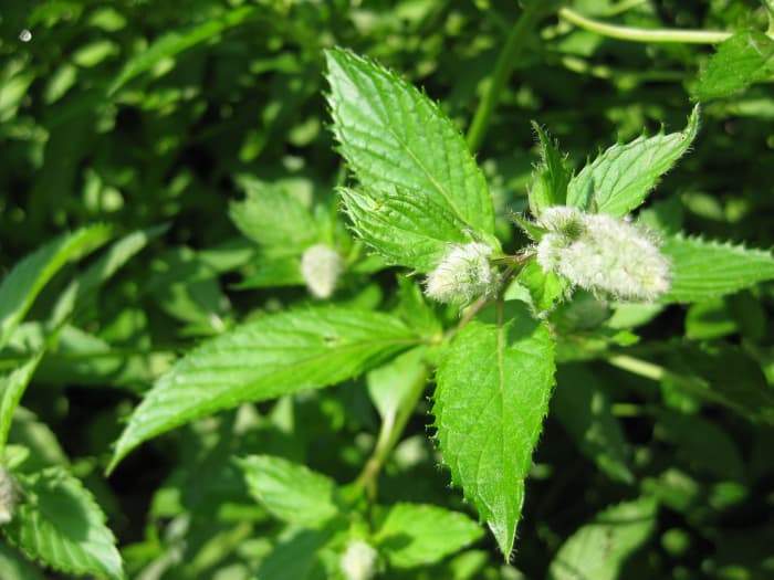 A close up view of a peppermint sprig and it's lovely spike flower. The leaves are most commonly used in cooking, cold mint drinks and teas.