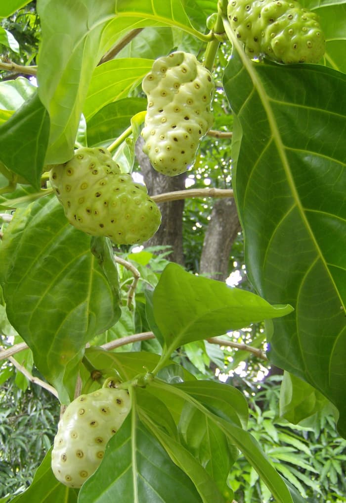 Noni tree with fruits