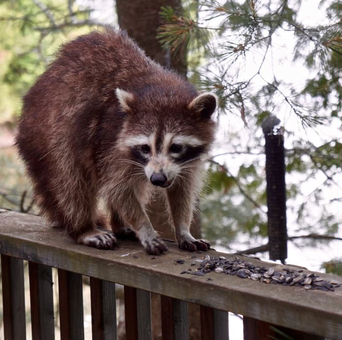 What It's Like Living With Raccoons - PetHelpful