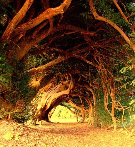 A 1,000-year old yew somewhere in England. Ever wondered what the yew has to do with the Church? We have them in church-yards and cemeteries. Your average druid would be happy with that, your vicar would just turn a blind eye...