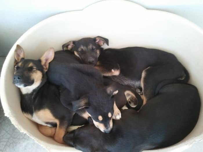 Sadie is the puppy on the left hand side, resting her had against the side of the basket.