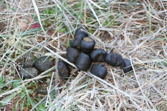 Australian Wombat - Facts, Habits and Personality - HubPages