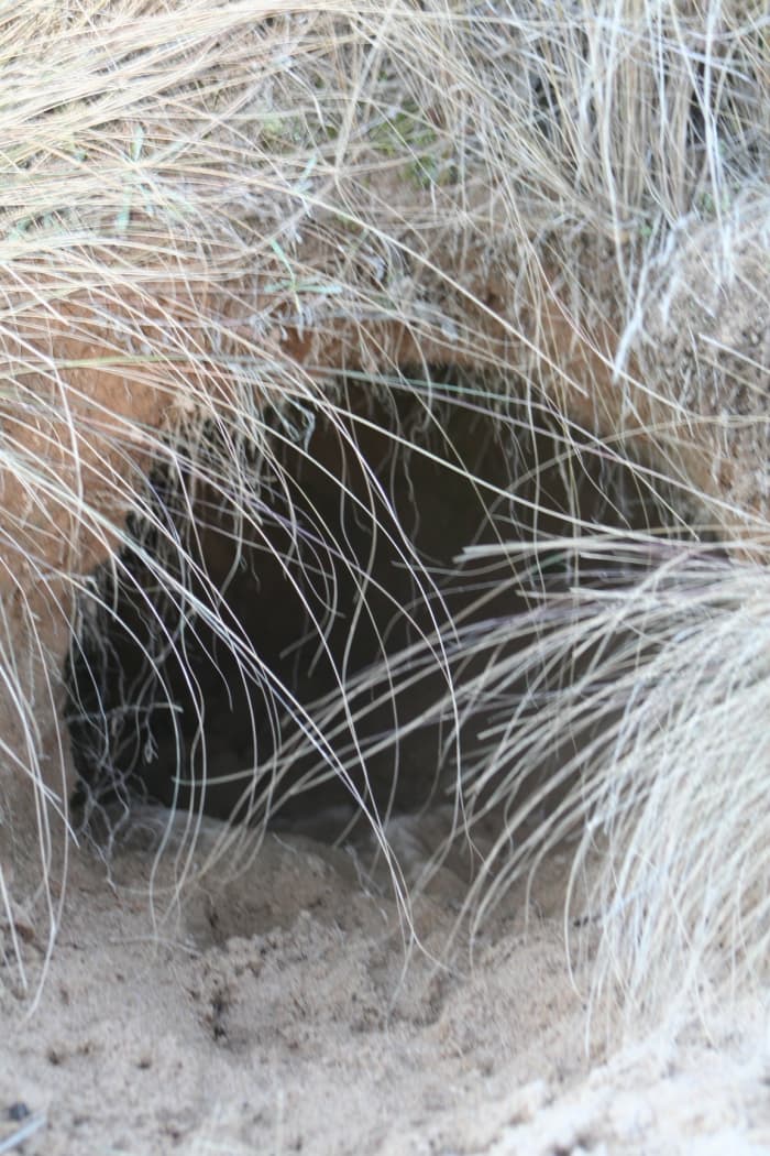 The entrance to a wombat hole. A mother and her children survived a killer fire storm by taking refuge in a wombat burrow in 2009.