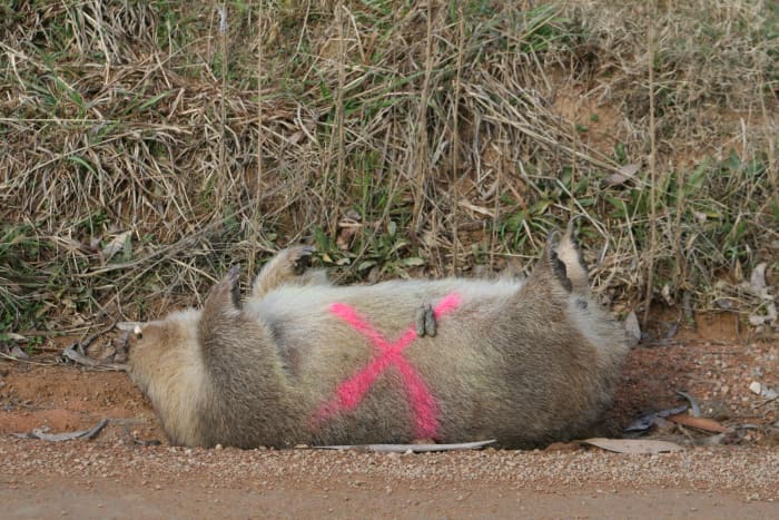 A large X is painted on wombat (and kangaroo) roadkill after the pouch is checked for live young.