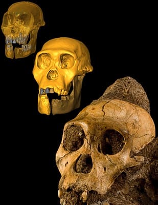 A transparent cranial reconstruction showing dental pattern, upper left, a modified reconstruction of the juvenile skull, center, and the actual fossil cranium from A. sediba. The fossils of Australopithecus sediba are between 1.95 and 1.78 million y