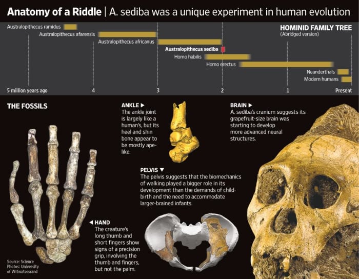 Paleontologists agree that the new fossils, discovered by Lee Berger of the University of Witwatersrand in Johannesburg, are of great significance. But they do not necessarily agree with Dr. Berger’s contention, published Thursday in five articles in