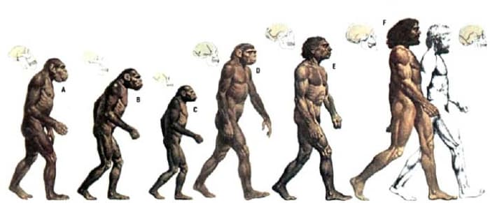 Human Evolution: Darwin and the Origin of Species, as evidence of Evolution