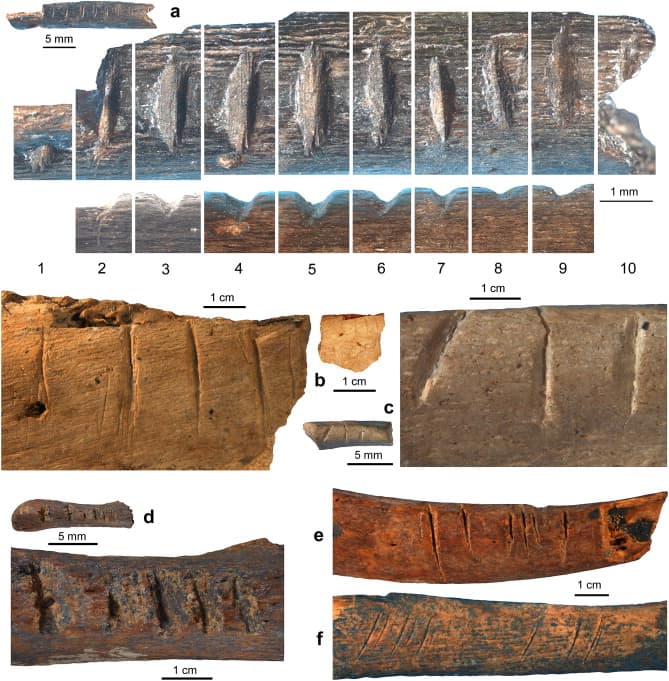 Notched bone fragments from Post-Howiesons Poort (a–b), Howiesons Poort (c), and Pre-Still Bay (d) layers at Sibudu Cave compared to cut-marked rib fragments (e–f).